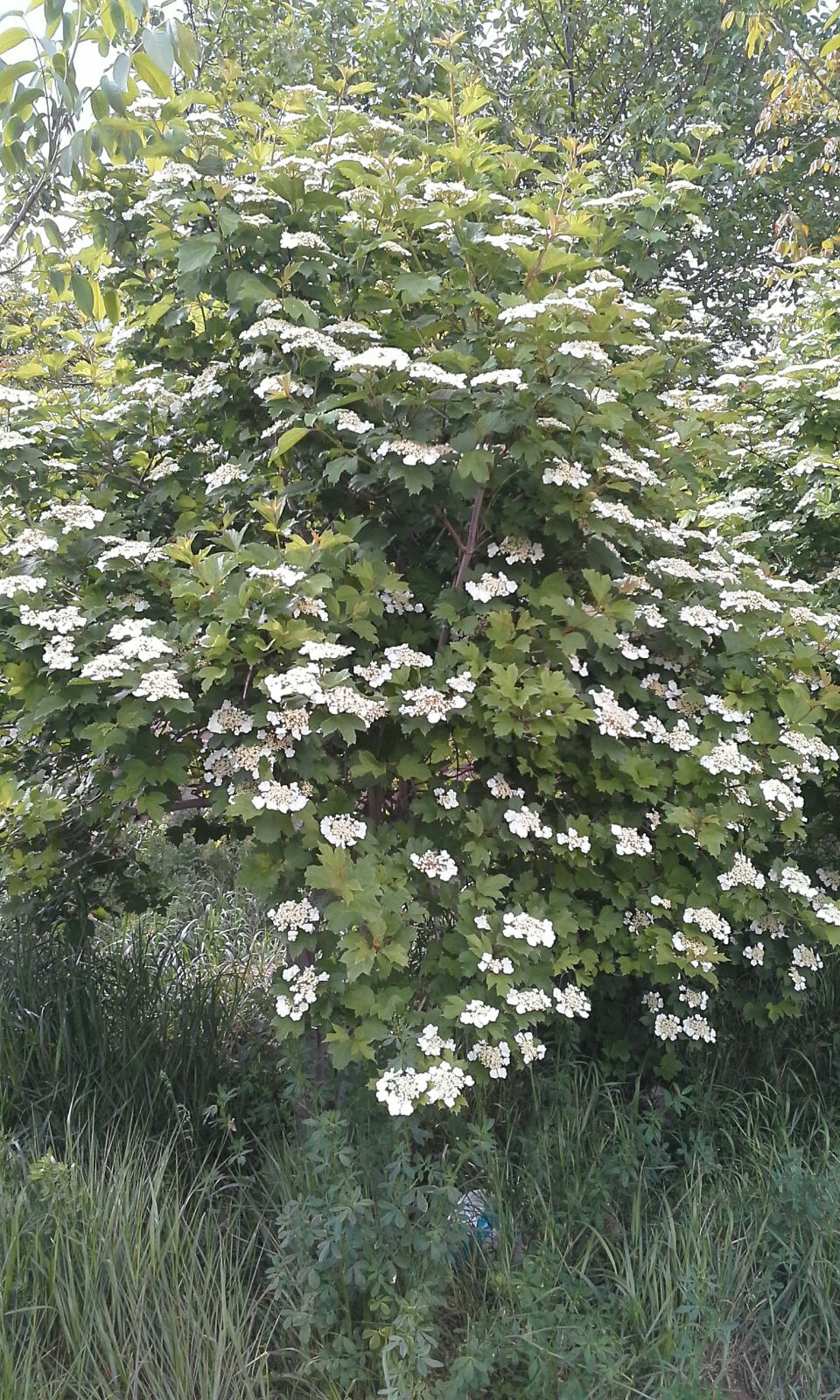 Gilaburu Ağaçları Çiçek Açtı